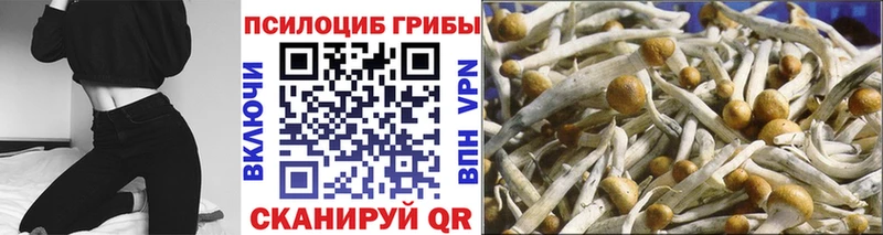 omg онион  Невель  Псилоцибиновые грибы GOLDEN TEACHER 